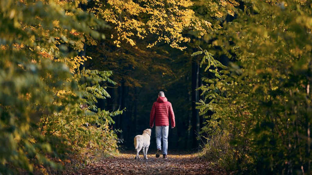 walking-through-a-forest-sharing-freely